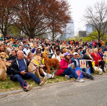 golden retrievers, boston marathon 2023